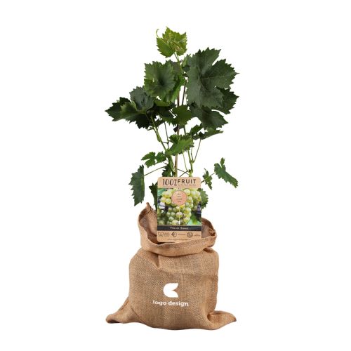 Pied de vigne - image 1